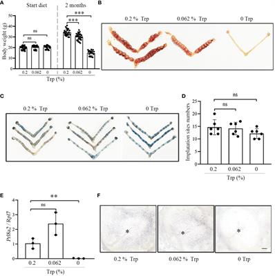 Tryptophan in the mouse diet is essential for embryo implantation and decidualization